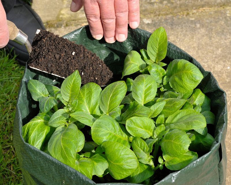Plant shallow, then cover stems without building a tower