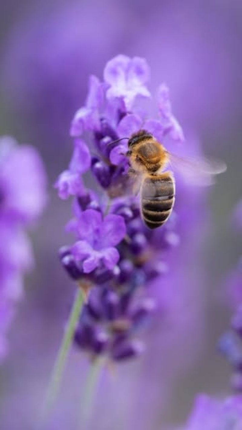 Lavender (Lavandula)