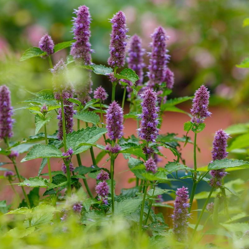 Anise Hyssop (Agastache)