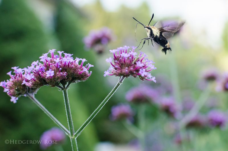 Verbena (Verbena bonariensis)