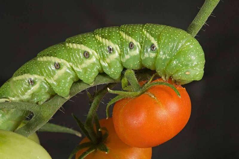 Actively Monitor and Control Pests