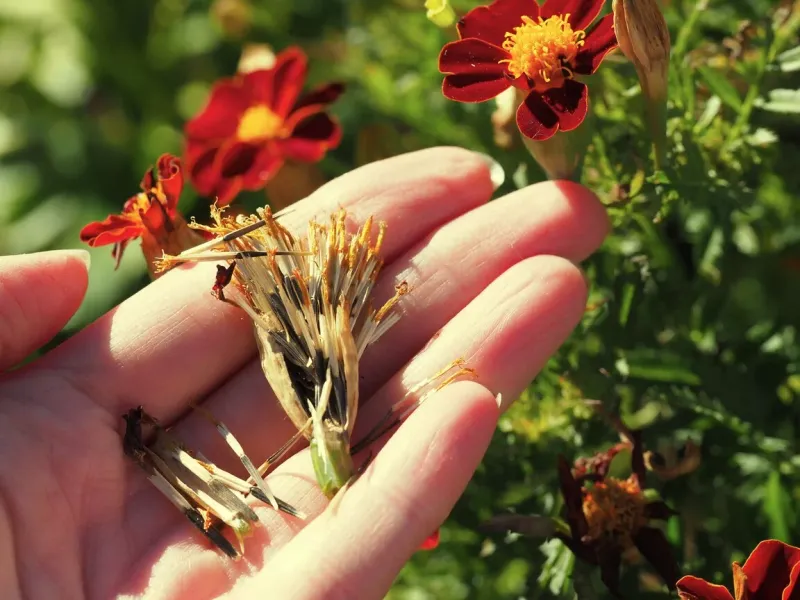 Saving seed may help stock next year’s garden