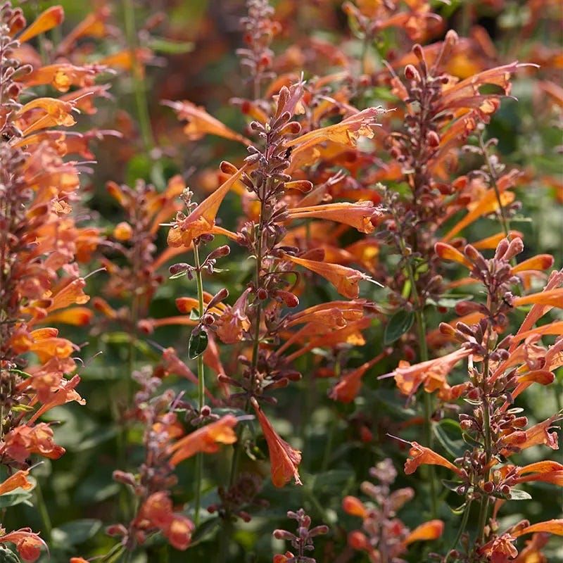 Agastache (Hummingbird Mint)