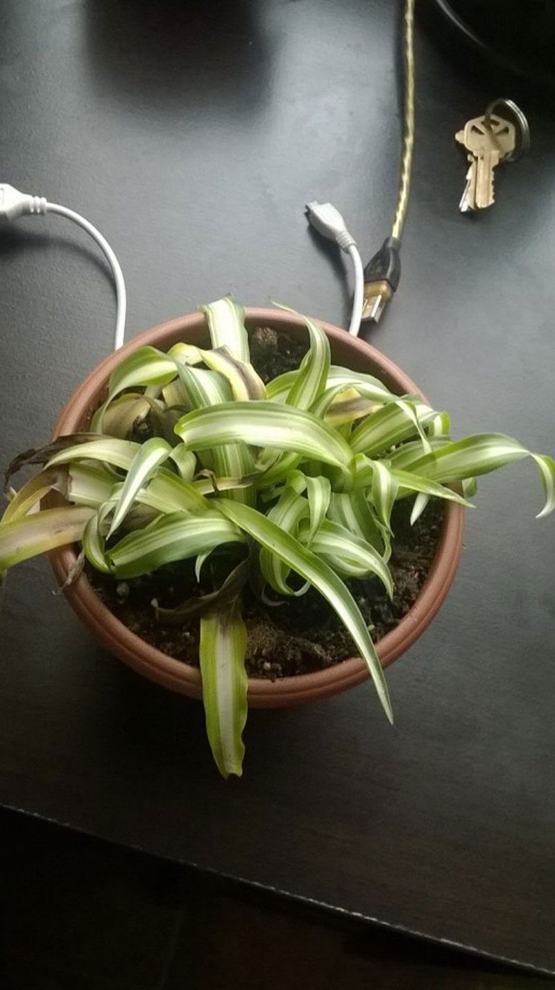 Foliage Collapsing Inward
