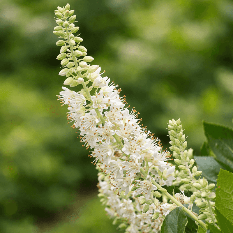 Summersweet (Clethra alnifolia)