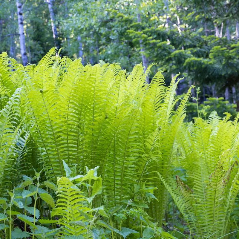 Ostrich Fern