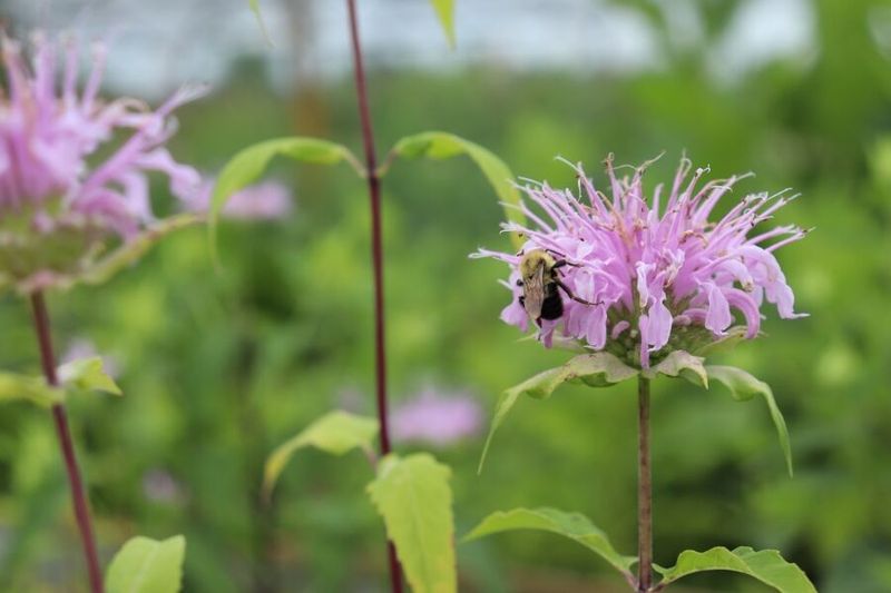Bee Balm / Wild Bergamot (Monarda fistulosa)
