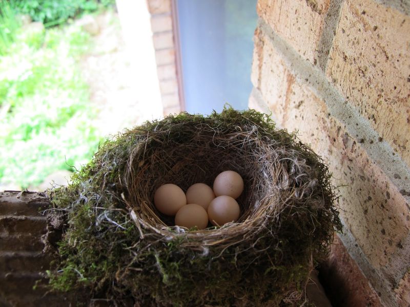Give an active nest space