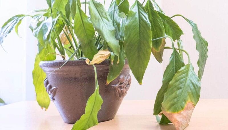What do drooping and yellow leaves really tell you?
