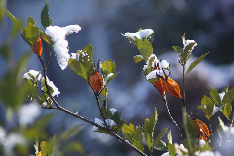 Avoid fall fertilizer, late pruning, and coffee-ground fixes