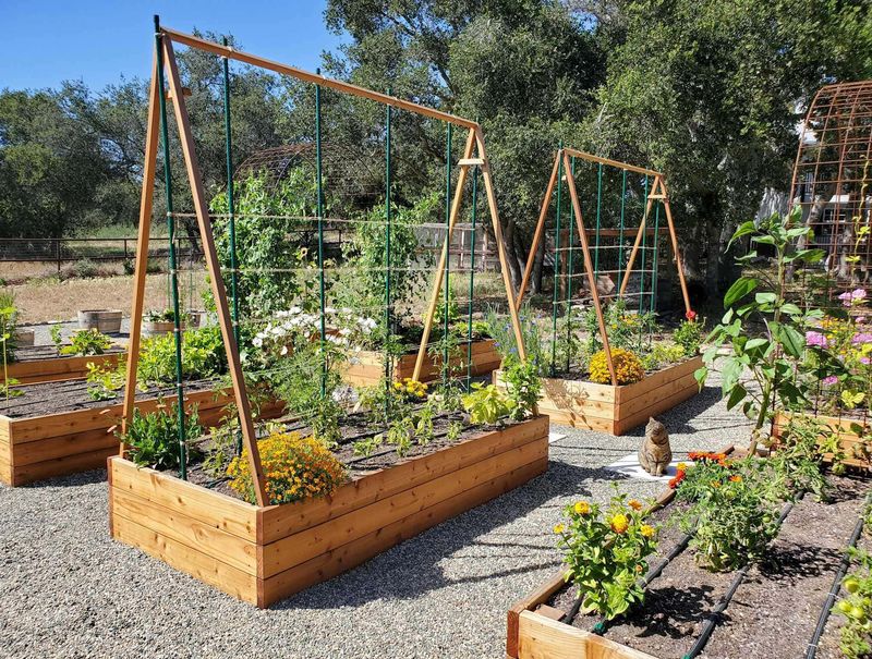 Use spacing and support to shape a healthier canopy