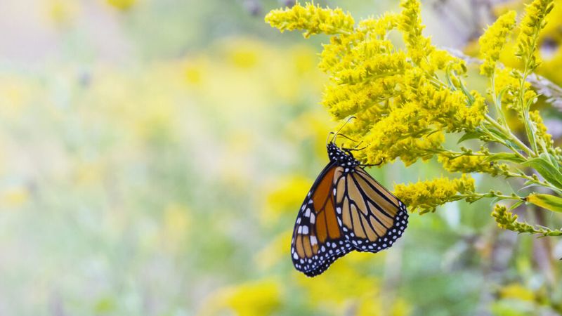 North Carolina’s monarch window often reaches October