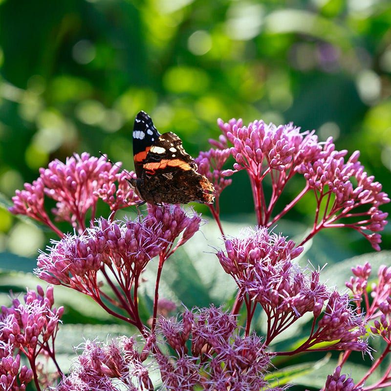 Joe Pye Weed (Eupatorium)