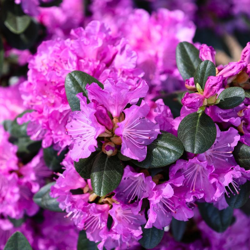 Rhododendrons