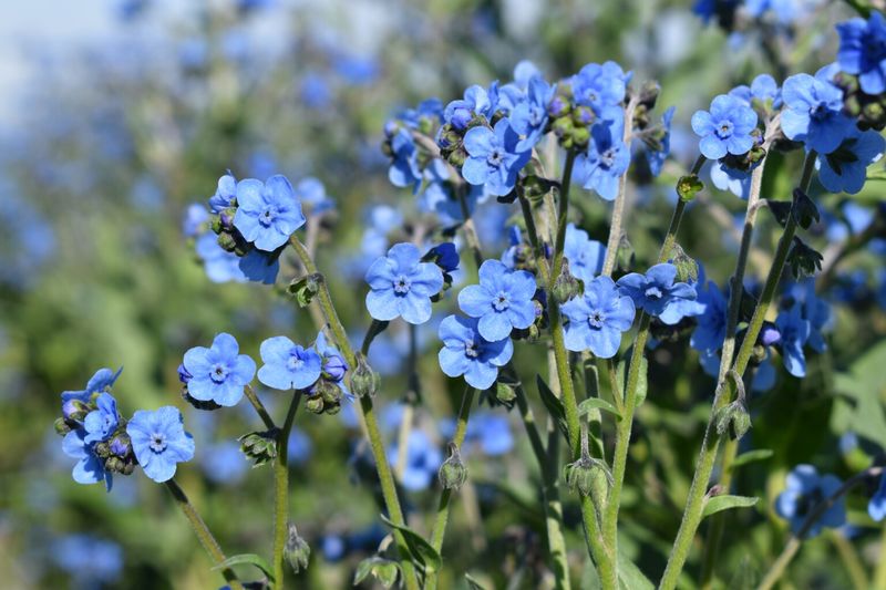 Chinese Forget-Me-Not