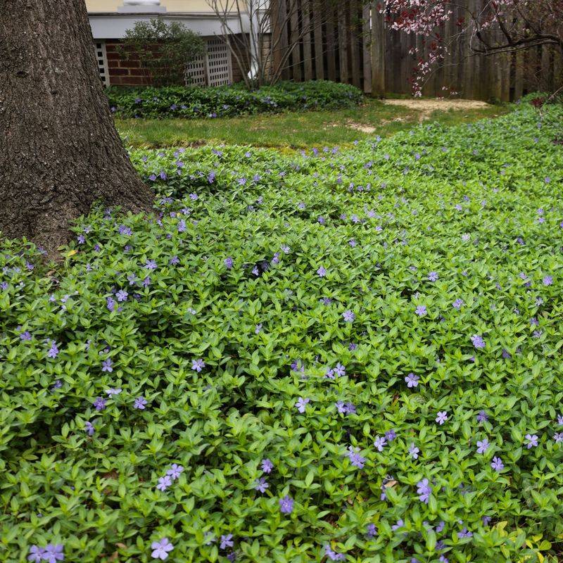 Vinca Minor