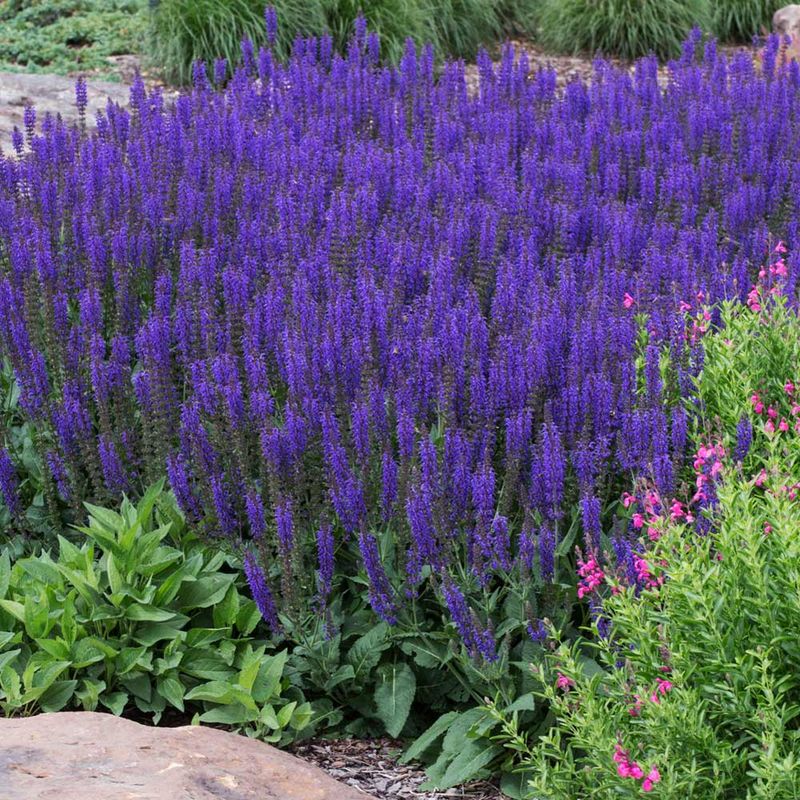 Perennial Salvia