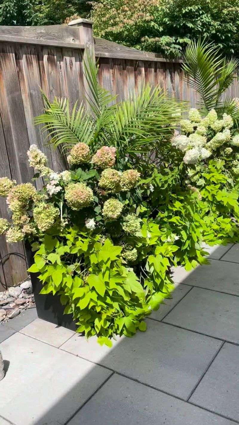 Group Potted Hydrangeas Together