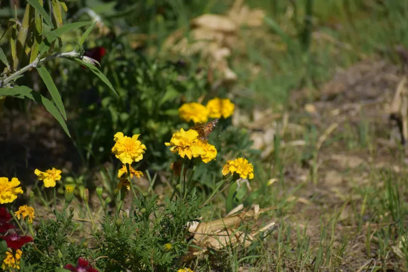 Pest effects depend on the insect