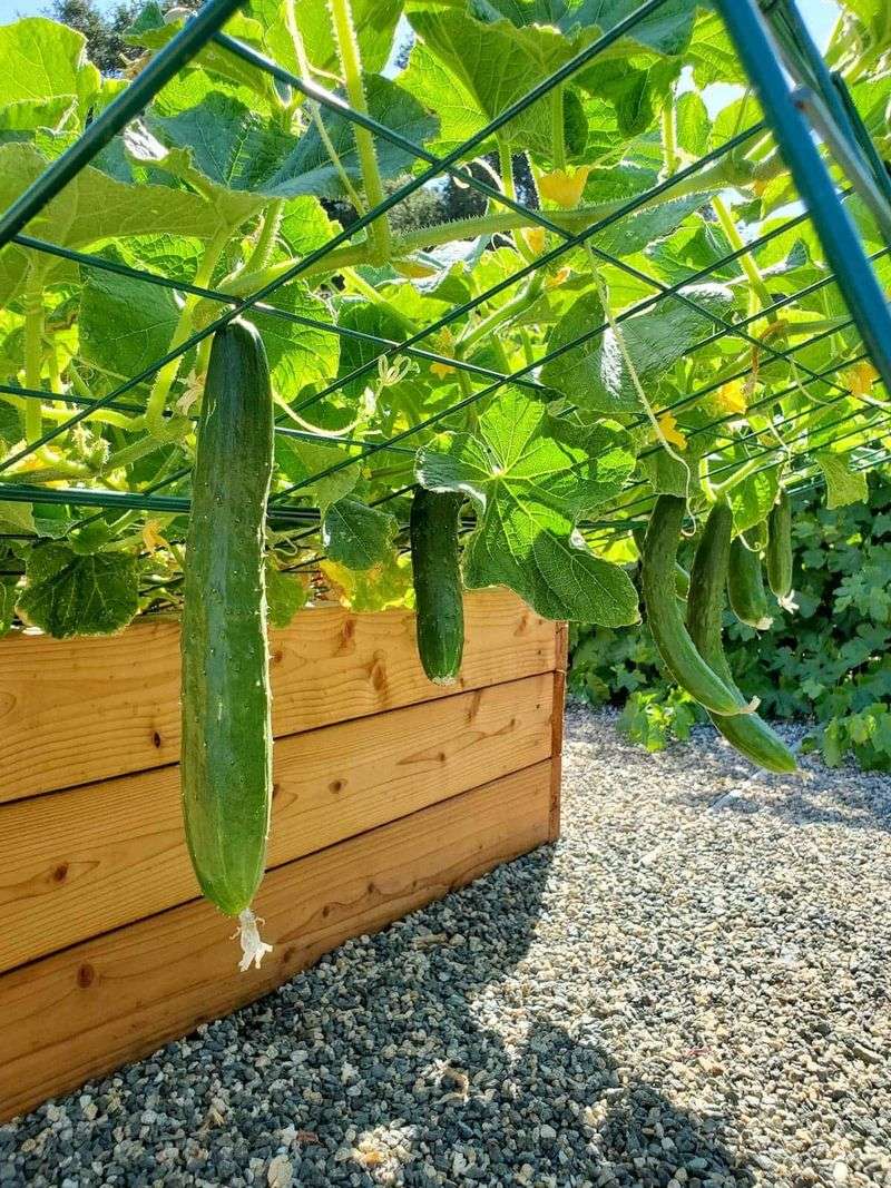 Aim for a healthier, longer harvest—not a guaranteed number