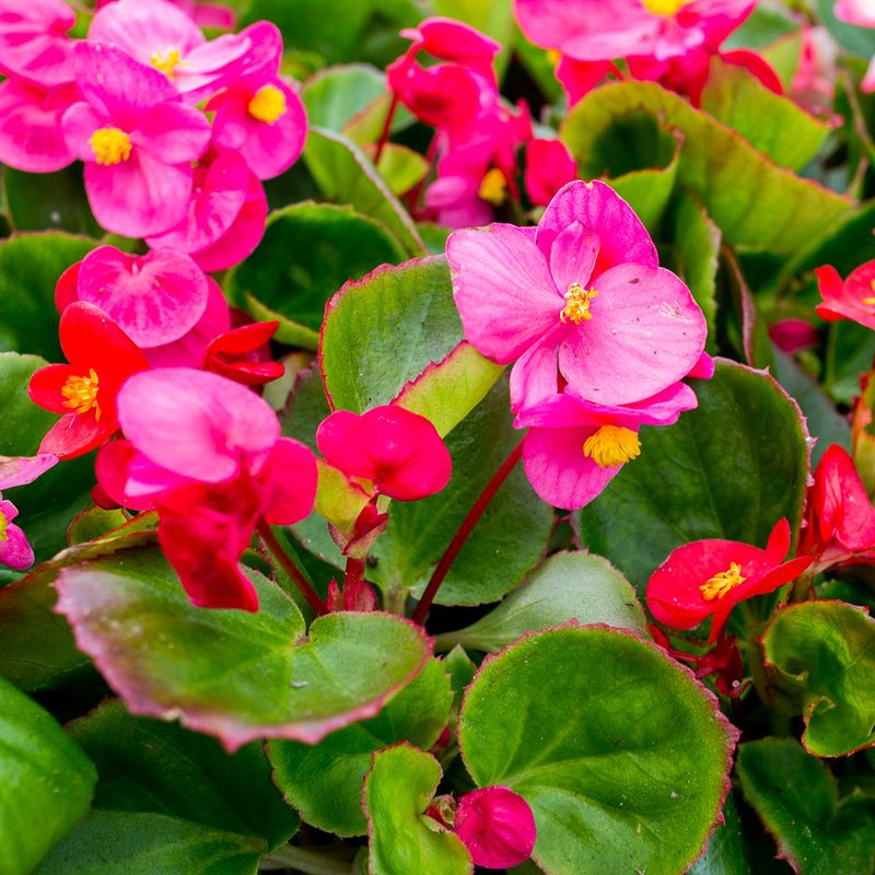 Begonia