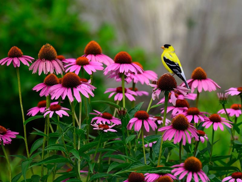 Echinacea (Coneflower)