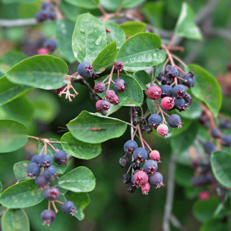 Serviceberry (Amelanchier spp.)