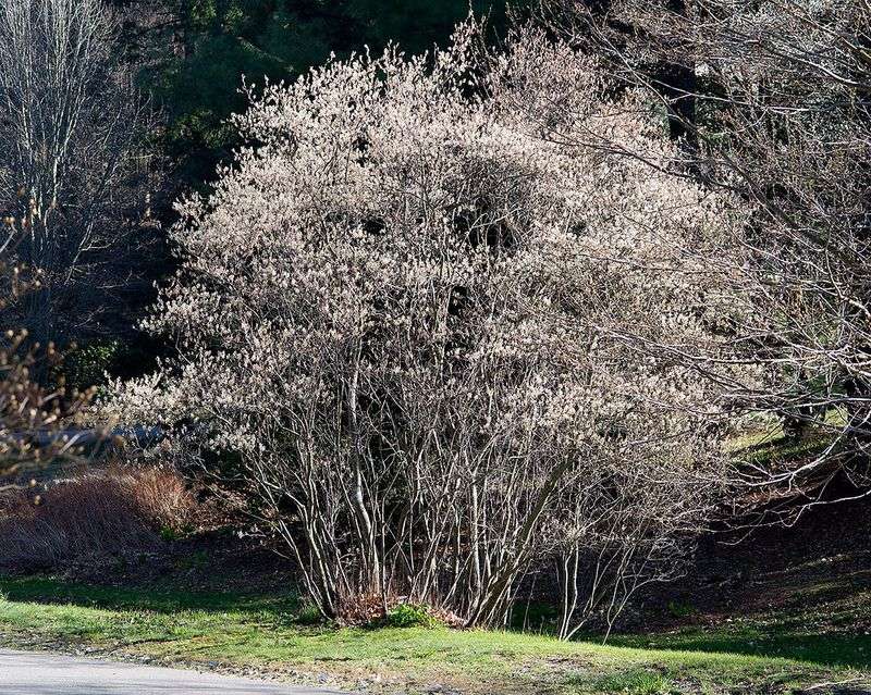 Choose a serviceberry suited to your part of North Carolina