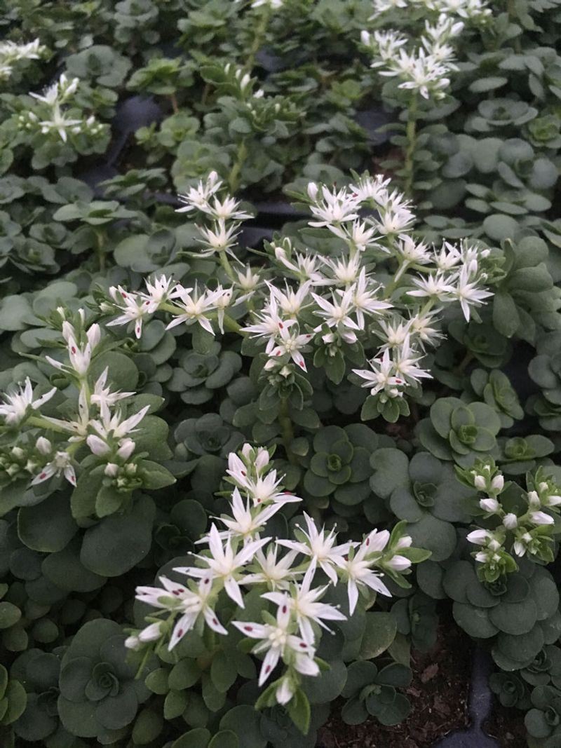 Woodland Stonecrop (Sedum ternatum)