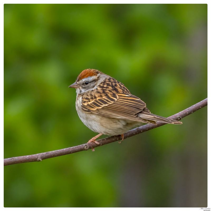Chipping Sparrow