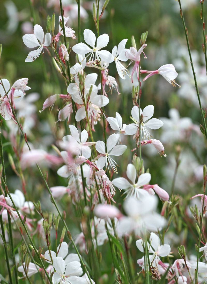 Gaura (Whirling Butterflies)