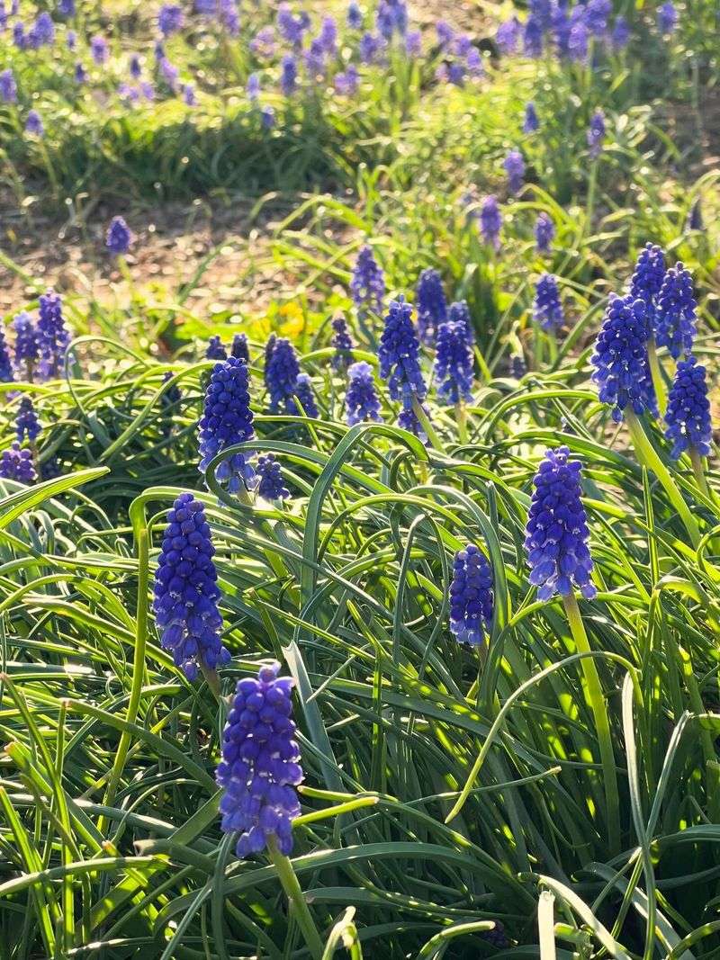 Invasive Bulbs to Skip: Grape Hyacinth and Non-Native Bluebells