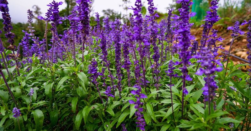 Salvia