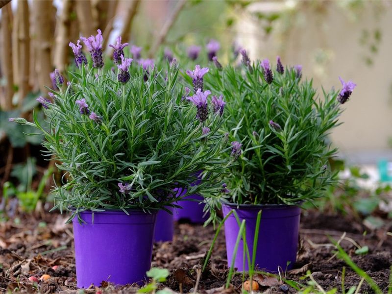 Pick a Compact, Pot-Friendly Variety