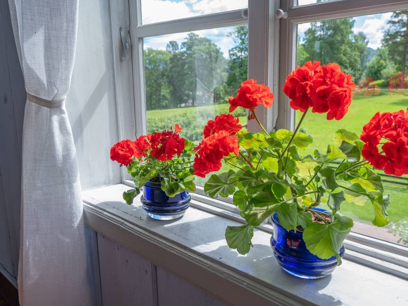 Move It to the Brightest Window You Have