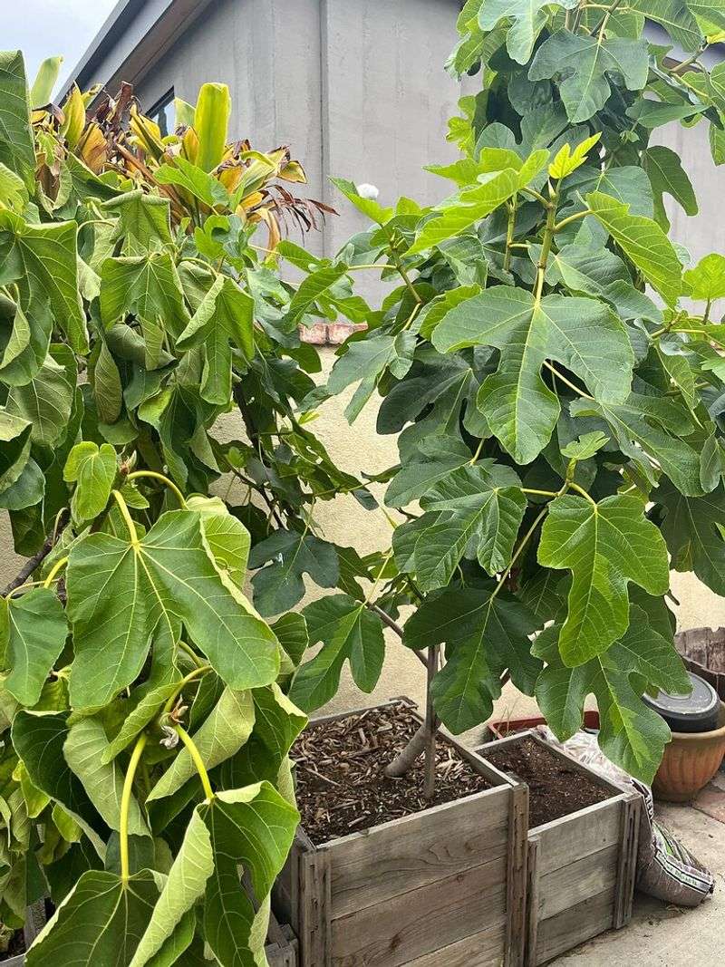 Wilting Soon After You Water