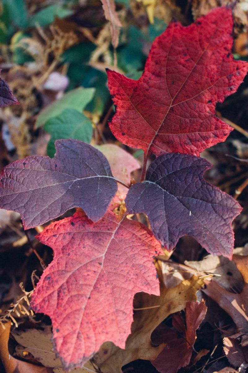 Fall color can be part of a hydrangea’s normal cycle