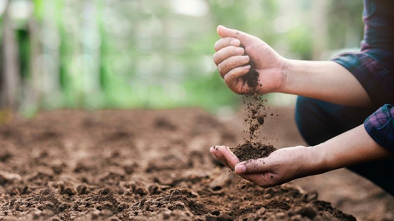 Ensure Good Drainage To Prevent Soggy Soil