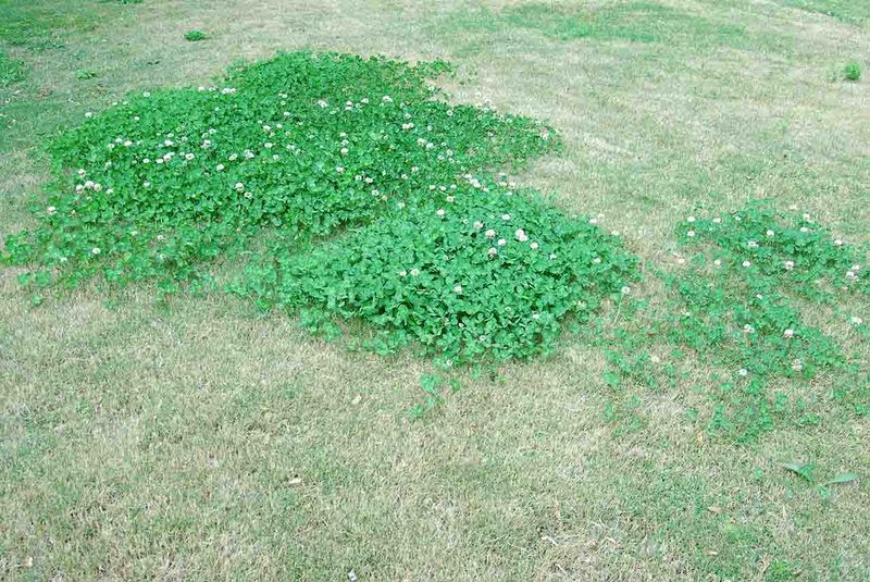 Mistake: Skipping Fertilizer