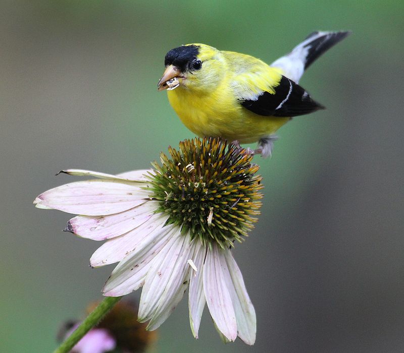 American Goldfinches