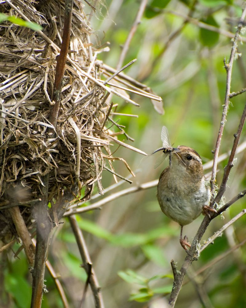 House Wrens