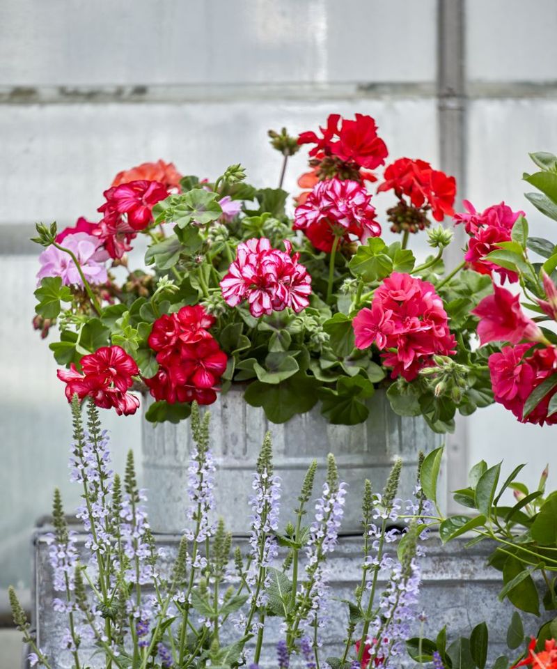 Watering Foliage