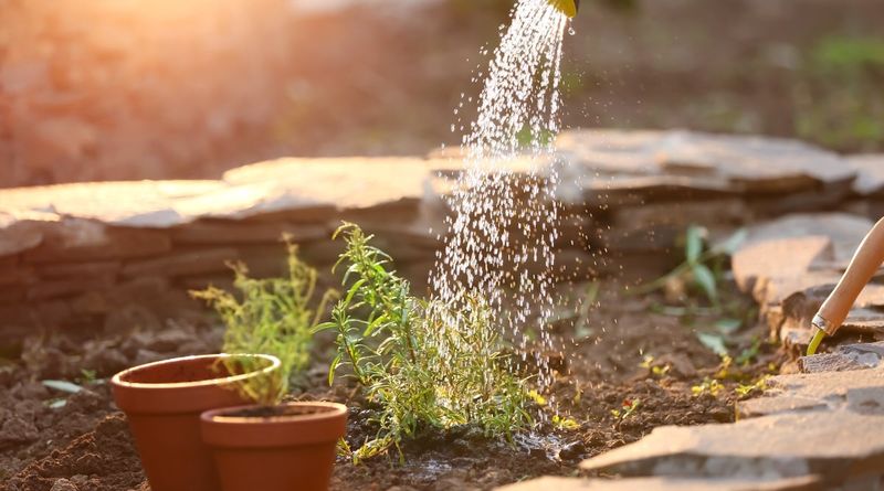 Water by establishment stage and soil moisture