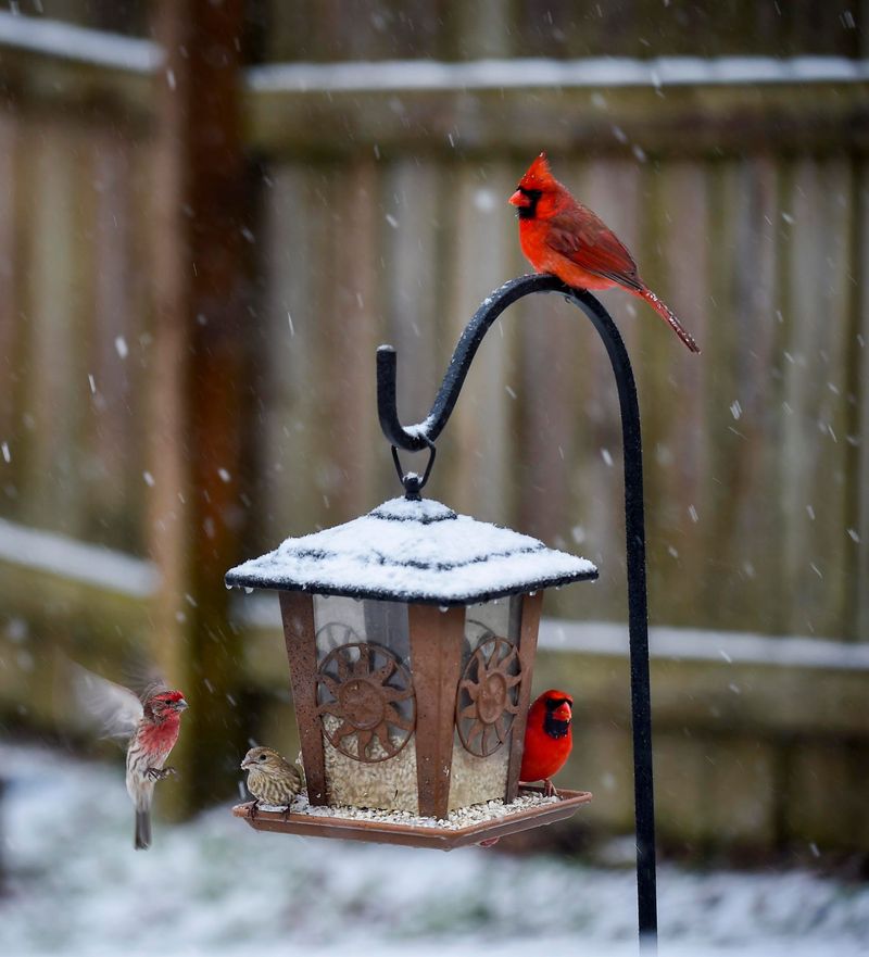 Northern Cardinal