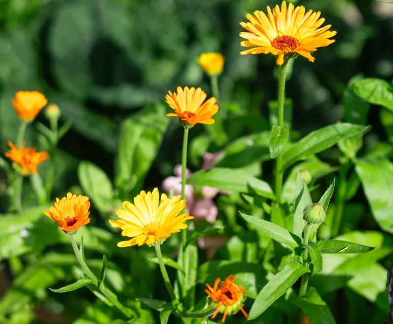 Calendula