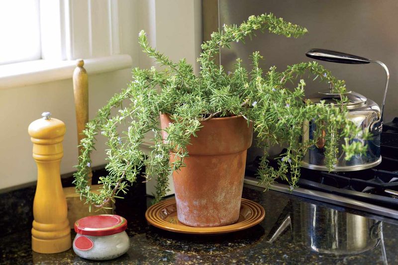 Protect the parent plant separately from the cutting