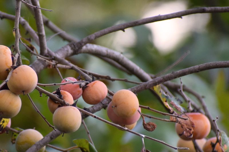 Can Your Tree Actually Produce the Fruit Wildlife Wants?