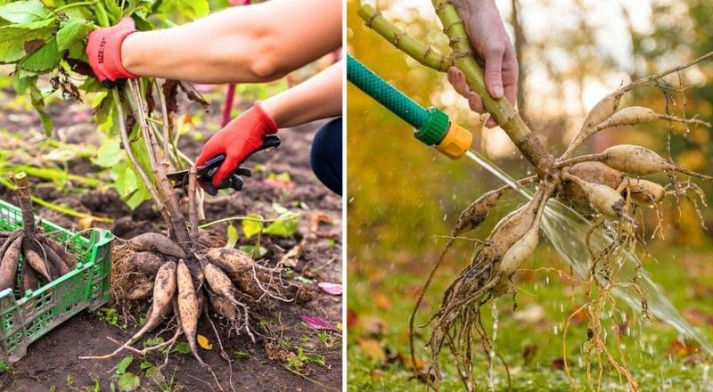 Clean Off the Soil