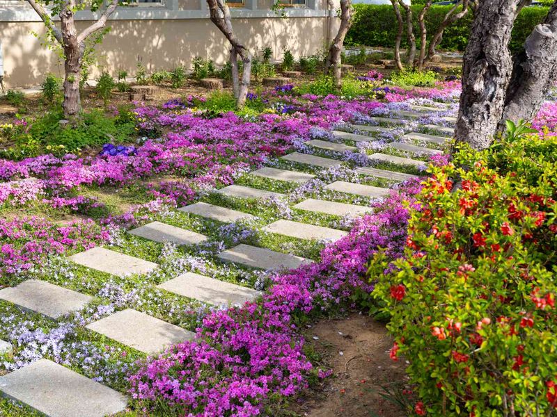 Use mulch while the plants close the gaps