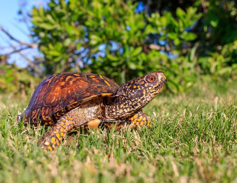 The turtle is following a familiar home range
